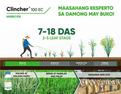 clincher timing of application